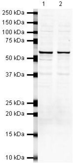 Invitrogen SUFU Polyclonal Antibody 100 &mu;g; Unconjugated:Antibodies,