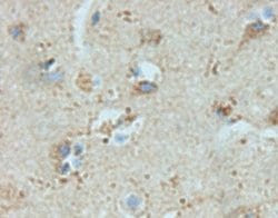 Invitrogen NPY Polyclonal Antibody 100 &mu;g; Unconjugated:Antibodies,