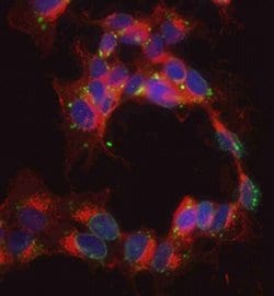 Invitrogen CAPS1 Polyclonal Antibody 100 &mu;g; Unconjugated:Antibodies,
