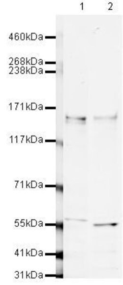 Invitrogen CAPS1 Polyclonal Antibody 100 &mu;g; Unconjugated:Antibodies,