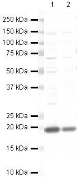 Invitrogen UBC9 Polyclonal Antibody 100 &mu;g; Unconjugated:Antibodies,