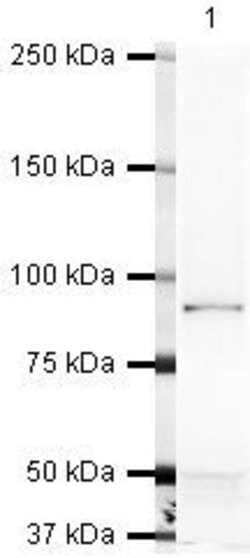 Invitrogen&trade;&nbsp;VE-cadherin Polyclonal Antibody
