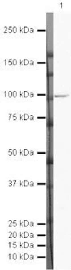 Invitrogen DAB2 Polyclonal Antibody 100 μg; Unconjugated:Antibodies,
