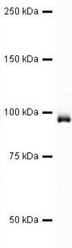 Invitrogen EEF2 Polyclonal Antibody 100 &mu;g; Unconjugated:Antibodies,