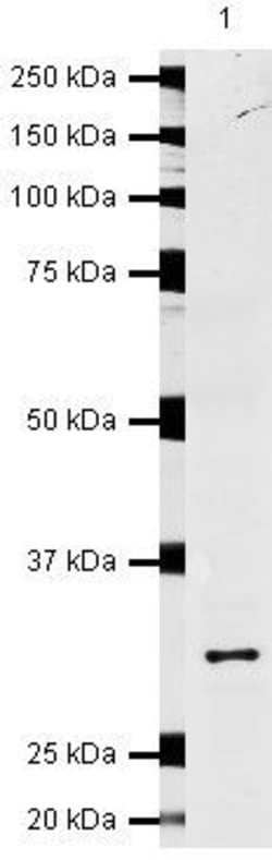 Invitrogen NQO1 Polyclonal Antibody 100 &mu;g | Buy Online | Invitrogen&trade; | Fisher Scientific