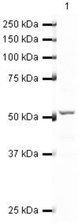 Invitrogen RUNX1 Polyclonal Antibody 100 &mu;g; Unconjugated:Antibodies,
