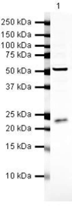 RGS2 Polyclonal Antibody:Antibodies, Polyclonal