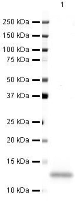 Invitrogen CXCL14 Polyclonal Antibody 100 &mu;g; Unconjugated:Antibodies,