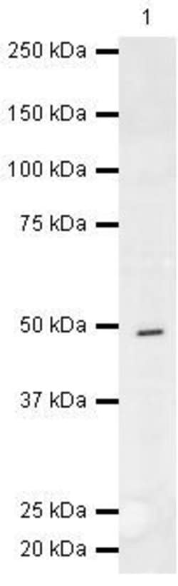 CaMKI gamma Rabbit anti-Mouse, Rat, Polyclonal, Invitrogen 100 &mu;g; Unconjugated:Antibodies,