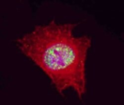 CDK9 Polyclonal Antibody, Invitrogen 200 μL; Unconjugated:Antibodies,