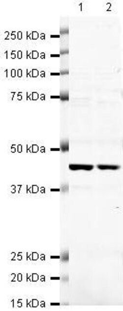 CDK9 Polyclonal Antibody, Invitrogen 200 μL; Unconjugated:Antibodies,