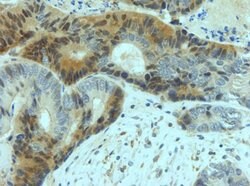 YAP1 Rabbit anti-Human, Mouse, Rat, Polyclonal, Invitrogen 100 &mu;g; Unconjugated:Antibodies,