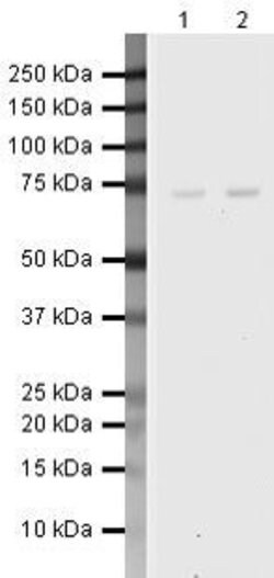YAP1 Rabbit anti-Human, Mouse, Rat, Polyclonal, Invitrogen 100 &mu;g; Unconjugated:Antibodies,