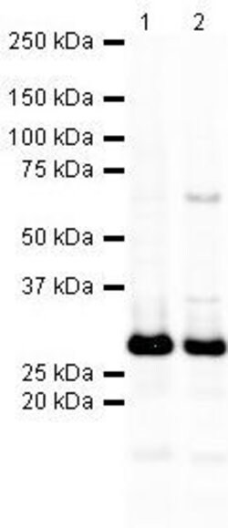 Invitrogen SNAP25 Polyclonal Antibody 100 &mu;g; Unconjugated:Antibodies,