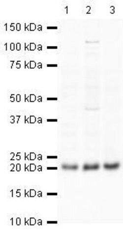 Invitrogen GPX4 Polyclonal Antibody 100 &mu;g | Buy Online | Invitrogen&trade; | Fisher Scientific
