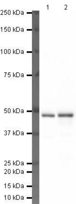 Invitrogen TDP-43 Polyclonal Antibody 100 &mu;g | Buy Online | Invitrogen&trade; | Fisher Scientific