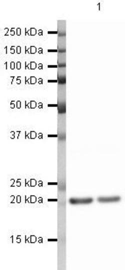 Invitrogen Cofilin Polyclonal Antibody 100 &mu;g | Buy Online | Invitrogen&trade; | Fisher Scientific