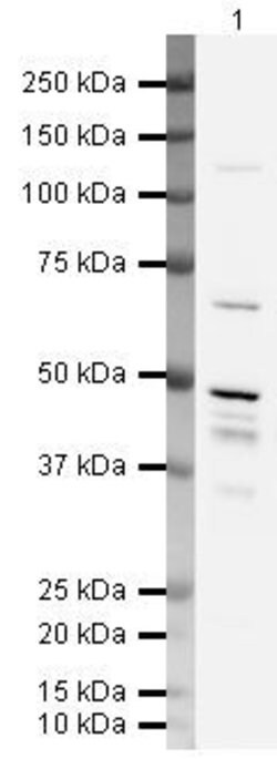 Invitrogen MBNL1 Polyclonal Antibody 100 &mu;g; Unconjugated:Antibodies,
