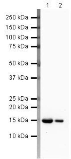 Invitrogen FABP3 Polyclonal Antibody 100 &mu;g | Buy Online | Invitrogen&trade; | Fisher Scientific