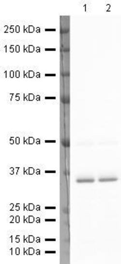 Invitrogen LDHA Polyclonal Antibody 100 &mu;g; Unconjugated:Anticuerpos