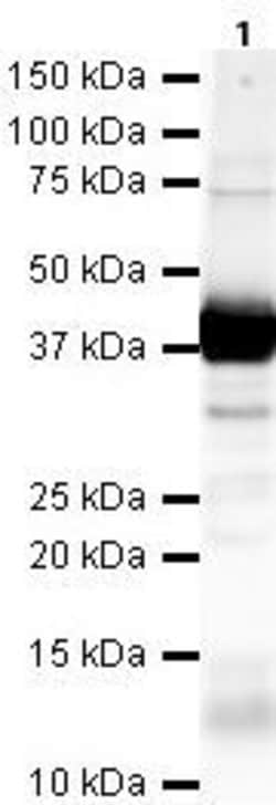 Invitrogen PAR6 Polyclonal Antibody 100 &mu;g; Unconjugated:Antibodies,