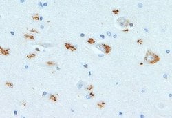 Invitrogen SCF Polyclonal Antibody 100 &mu;g; Unconjugated:Antibodies,