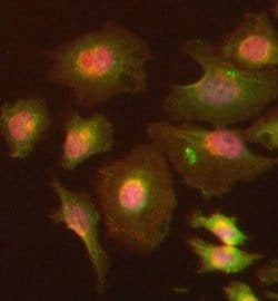 Invitrogen Dynamin 2 Polyclonal Antibody 100 &mu;g; Unconjugated:Antibodies,