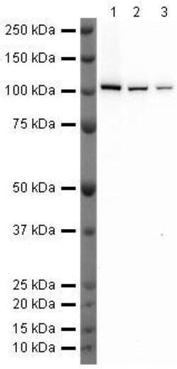 Invitrogen Dynamin 2 Polyclonal Antibody 100 &mu;g; Unconjugated:Antibodies,