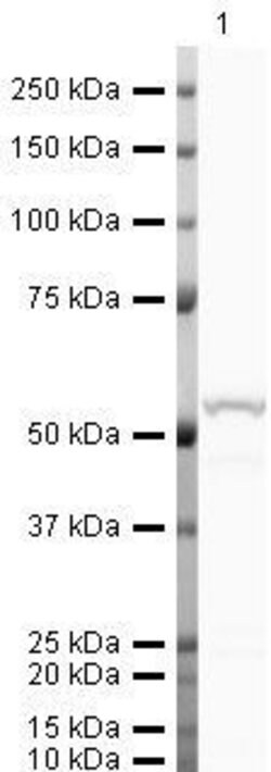 Invitrogen GC Polyclonal Antibody 100 &mu;g; Unconjugated:Antibodies, Polyclonal
