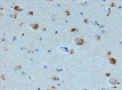 Invitrogen AVP Polyclonal Antibody 100 &mu;g | Buy Online | Invitrogen&trade; | Fisher Scientific
