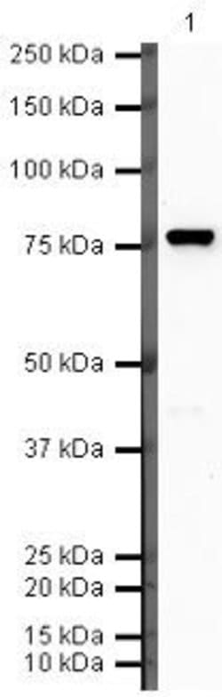 Complement C9 Rabbit anti-Human, Polyclonal, Invitrogen 100 &mu;g; Unconjugated:Antibodies,