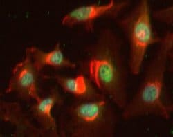 BRD1 Polyclonal Antibody, Invitrogen&trade; 100 &mu;g; Unconjugated 