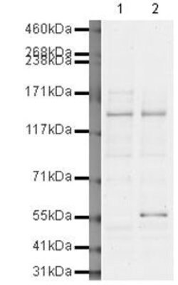 Invitrogen BRD1 Polyclonal Antibody 100 &mu;g; Unconjugated:Antibodies,