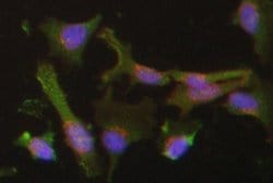 Nrf2 Rabbit anti-Human, Polyclonal, Invitrogen 100 &mu;g; Unconjugated:Antibodies,