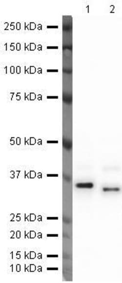 Invitrogen EpCAM Polyclonal Antibody 100 &mu;g; Unconjugated:Antibodies,