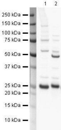 Invitrogen PRDX6 Polyclonal Antibody 100 &mu;g; Unconjugated:Antibodies,