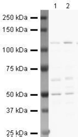 Invitrogen TNFRSF11B Polyclonal Antibody 100 &mu;g; Unconjugated:Antibodies,