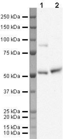 Invitrogen KLF10 Polyclonal Antibody 100 μg; Unconjugated:Antibodies,