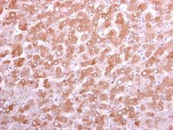 DKK3 Rabbit anti-Human, Mouse, Polyclonal, Invitrogen 100 &mu;L; Unconjugated:Antibodies