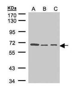 HPa2, Polyclonal, Invitrogen 100&mu;L; Unconjugated:Antibodies, Polyclonal