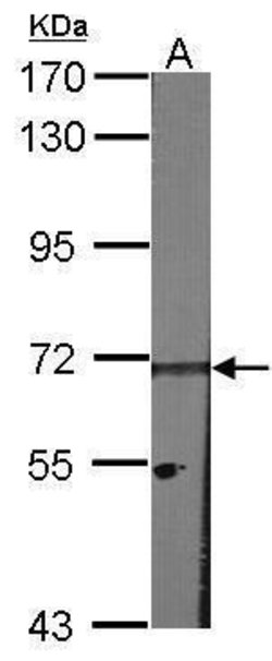 HPa2, Polyclonal, Invitrogen 100&mu;L; Unconjugated:Antibodies, Polyclonal