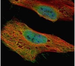 GLE1 Polyclonal Antibody, Invitrogen 100 &mu;L; Unconjugated:Antibodies,