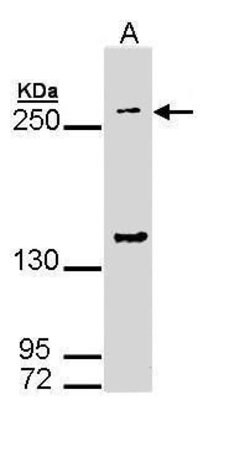 GP340 Rabbit anti-Human, Polyclonal, Invitrogen 100 &mu;L; Unconjugated:Antibodies,