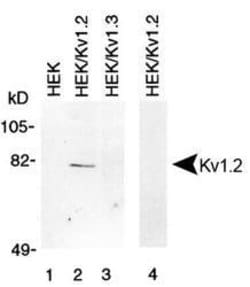 KV1.2 (KCNA2) Rabbit anti-Bovine, Canine, Human, Mouse, Porcine, Rabbit,