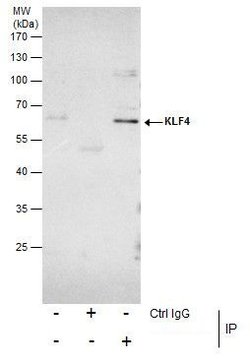 KLF4 Polyclonal Antibody, Invitrogen 100 &mu;L; Unconjugated:Antibodies,