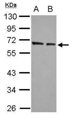KLF4 Polyclonal Antibody, Invitrogen 100 &mu;L; Unconjugated:Antibodies,