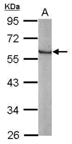 KLF4 Polyclonal Antibody, Invitrogen 100 &mu;L; Unconjugated:Antibodies,
