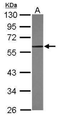 KLF4 Polyclonal Antibody, Invitrogen 100 &mu;L; Unconjugated:Antibodies,