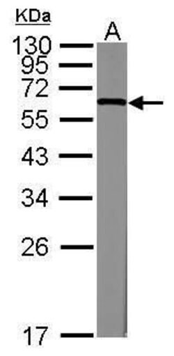 KLF4 Polyclonal Antibody, Invitrogen 100 &mu;L; Unconjugated:Antibodies,
