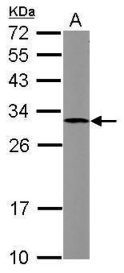 SOCS3 Rabbit anti-Human, Polyclonal, Invitrogen 100 &mu;L; Unconjugated:Antibodies,